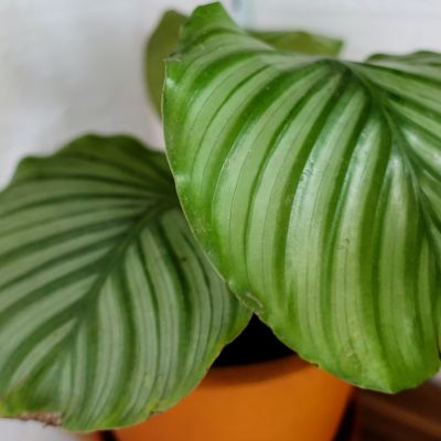 Calathea Orbifolia AKA Prayer Plant